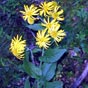 Le doronic d'Autriche (Doronicum austriacum) est une plante herbacée vivace de la famille des Asteraceae, qui affectionne les bois et ravins humides de la moyenne montagne. En France, on la trouve surtout dans le Massif central, notamment en Aubrac, entre 700 et 1 500 m. 